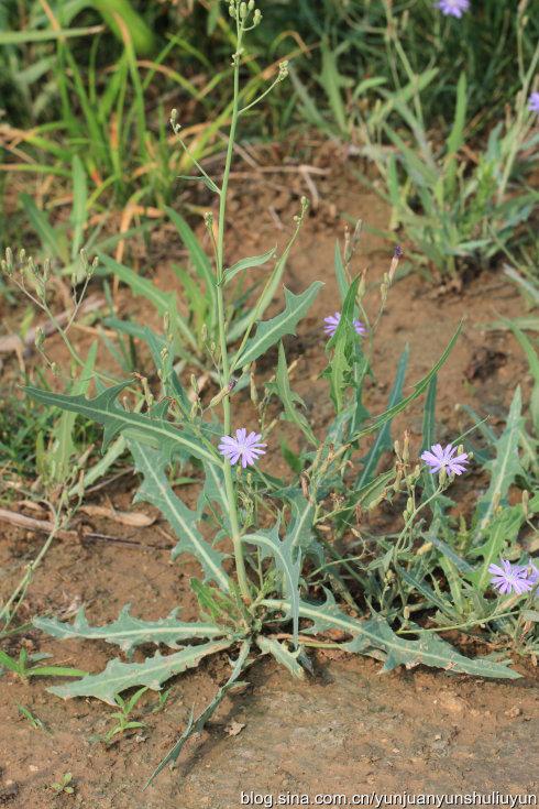 舌状花蓝色的极少见,自己遇到的真正的野生的也就是乳菊,菊苣作为蔬菜