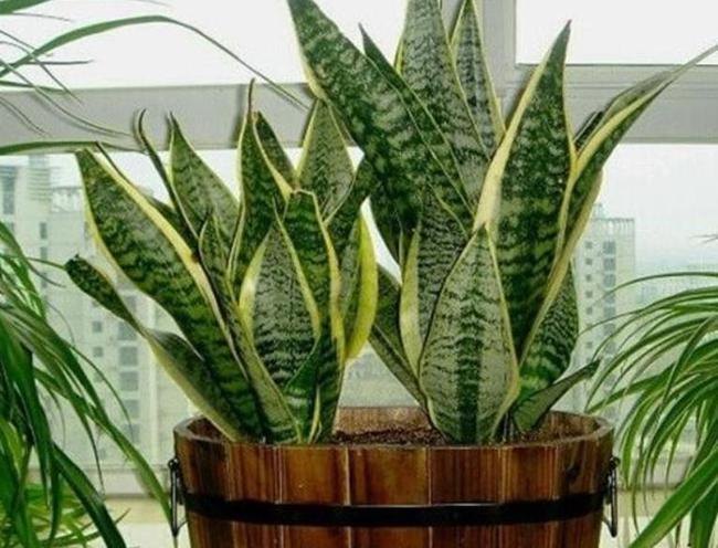 虎皮兰有4怕,及时避开才能长出新芽,叶片挺拔越养越旺