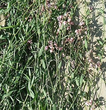 [罗布麻批发]罗布麻价格15.00元/斤 - 一亩田