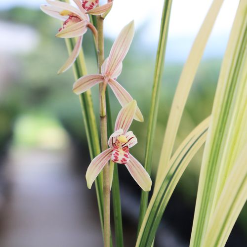 兰花苗建兰四季兰【八宝奇珍】山水画虎斑艺浓香型花卉花期带花苞