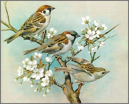 唯美工笔画 (鸟)