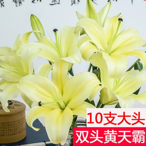 热销鲜花百合花 10支_双头黄天霸百合鲜花大头直发水养新鲜带花苞发货
