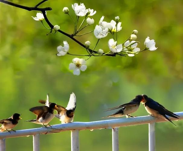 水磨沟草儿青青   鸟鸣啁啾,泉水叮咚   唱响着春之曲调