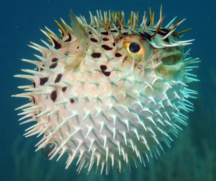 the pufferfish"s lethal poison shows up right under our feet