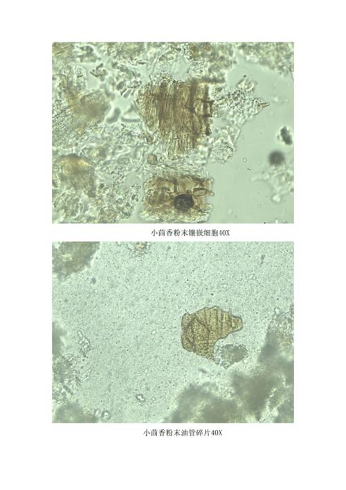 小茴香显微鉴定.docx 8页