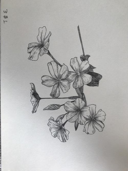 临摹人民邮电出版社《黑白花意》书中的丁香花