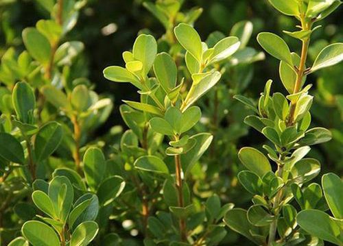 小叶黄杨种子什么时候成熟?怎样播种?