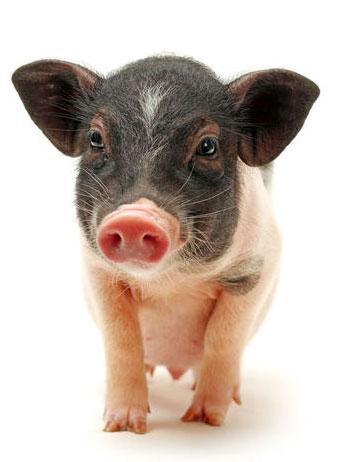 各种猪图片真实的小猪图片