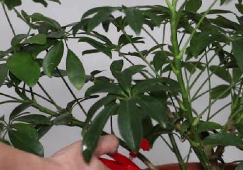 鸭掌木叶子有虫怎么办?