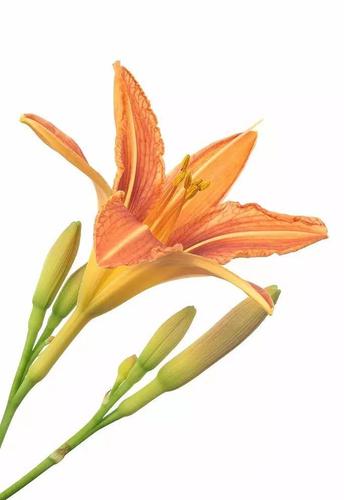 娱乐 正文  可食用与药用 黄花菜又名柠檬萱草,金针花等 这些名字似乎