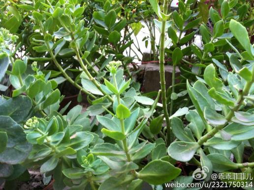 这种植的叶子可以止痒消肿,尤其对蚊子叮的包,但是它到底是什么植物呢