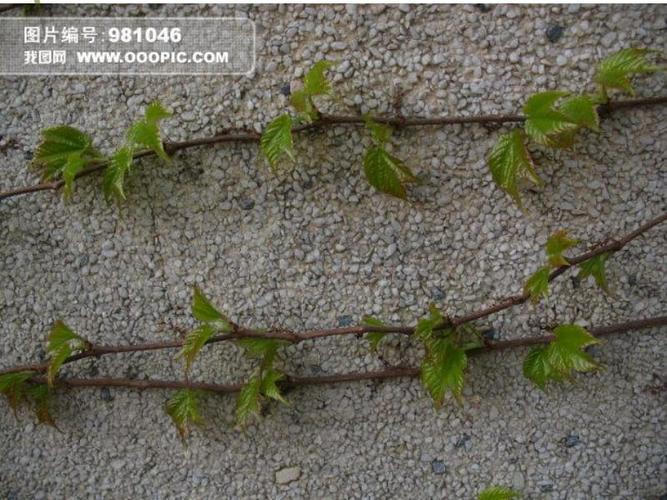 爬山虎的脚2课件ppt下载