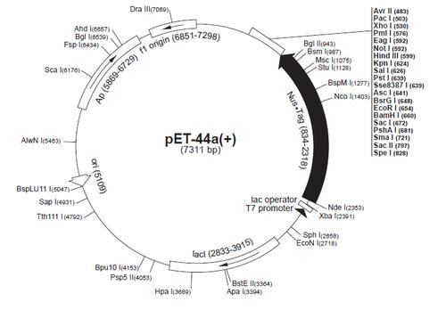 pet-44a 质粒
