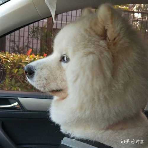 有哪些高冷又不失可爱的头像