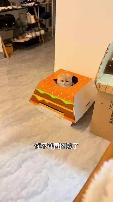 麦当劳猫窝 你不许再凶我了!哼!