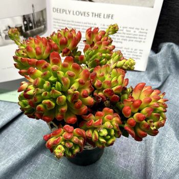 七彩稀有多肉植物批发老桩好养花卉绿植盆栽大颗桃蛋法师肉肉 红灯笼