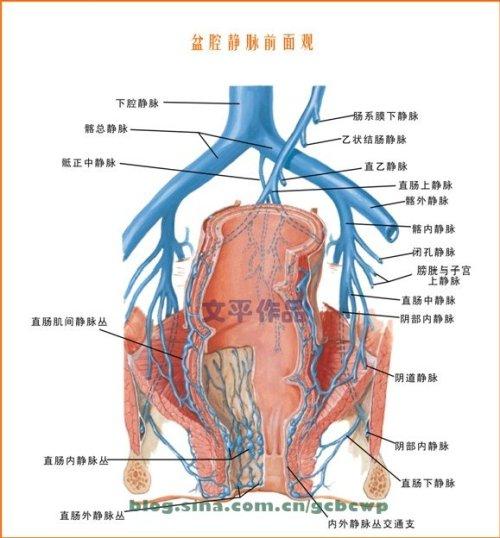 盆腔静脉前面观