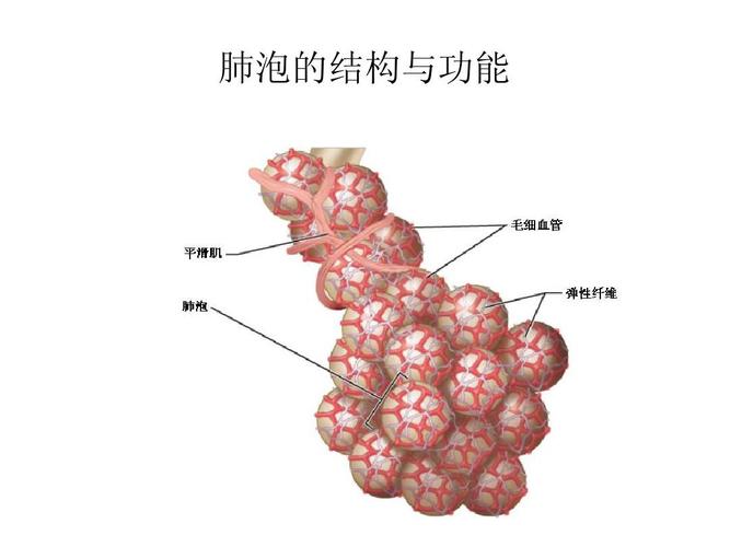 肺泡的结构与功能