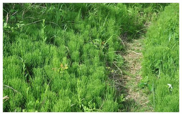 "贪财"的草,古代人曾依靠它寻找黄金矿藏,如今被人当作杂草|问荆|植物