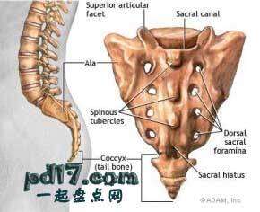 身体上最没用的部位top7:尾骨