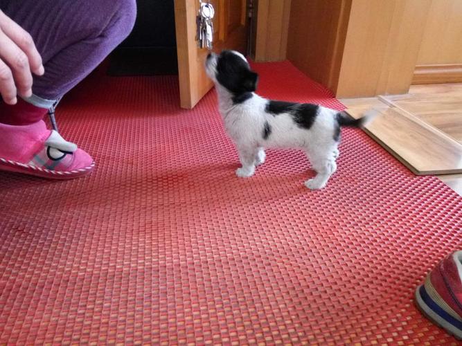 请问这只黑白相间的狗狗是什么品种?