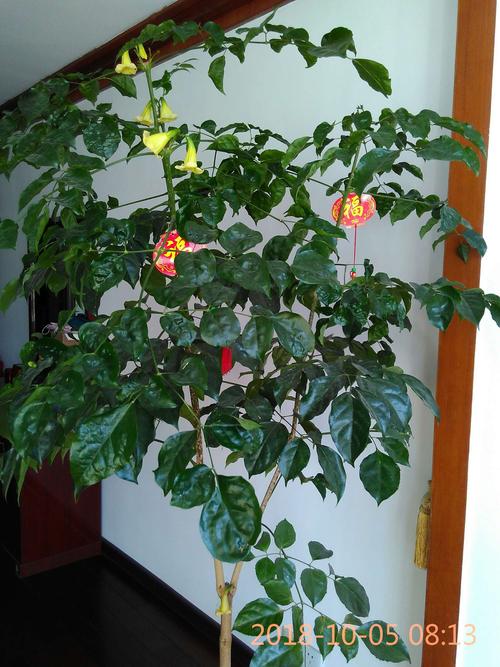 我家的幸福树又开花了