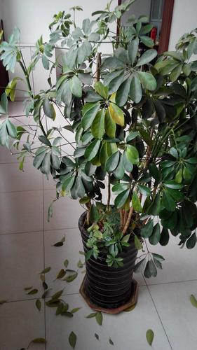 发财树叶子发黄,掉叶子怎么回事