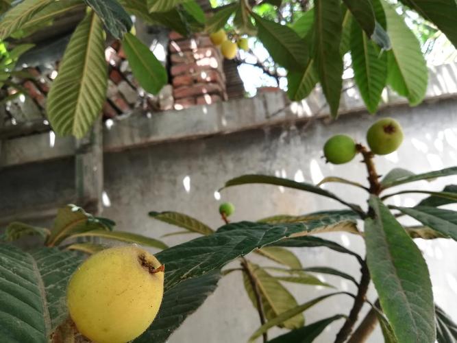 家里的枇杷树结果了,分享给大家