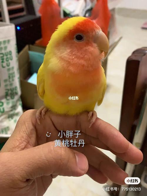 11566新手在选择牡丹鹦鹉的时候要分清头类牡丹鹦鹉和面类牡丹