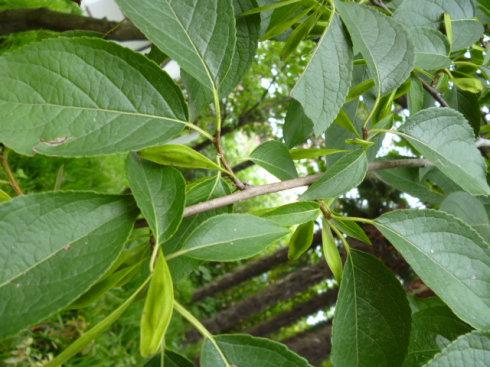 杜仲产业发展形势浅析   