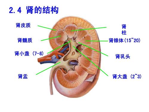 肾髓质 肾小盏 (7-8) 肾 柱 肾锥体(15~20) 肾乳头 肾盂 肾大盏 (2~3)