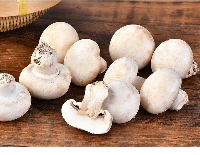 白磨菇双孢菇口磨新鲜蘑菇福乐食用菌菇新鲜类批发基地现采摘现卖