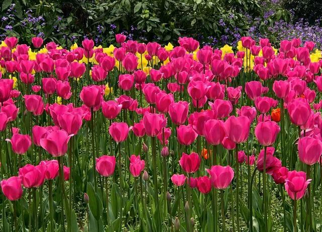 泉城公园的郁金香