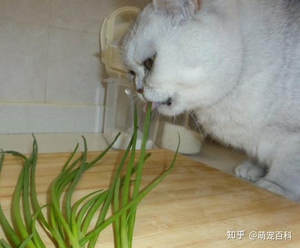 长期给猫咪喂这些食物它的寿命都会减半