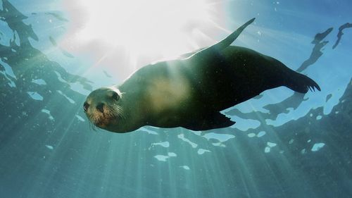 california sea lion