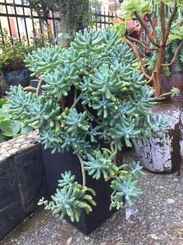 养了8年的胧月老桩,这个奶爸不一般,娃和多肉一起养!