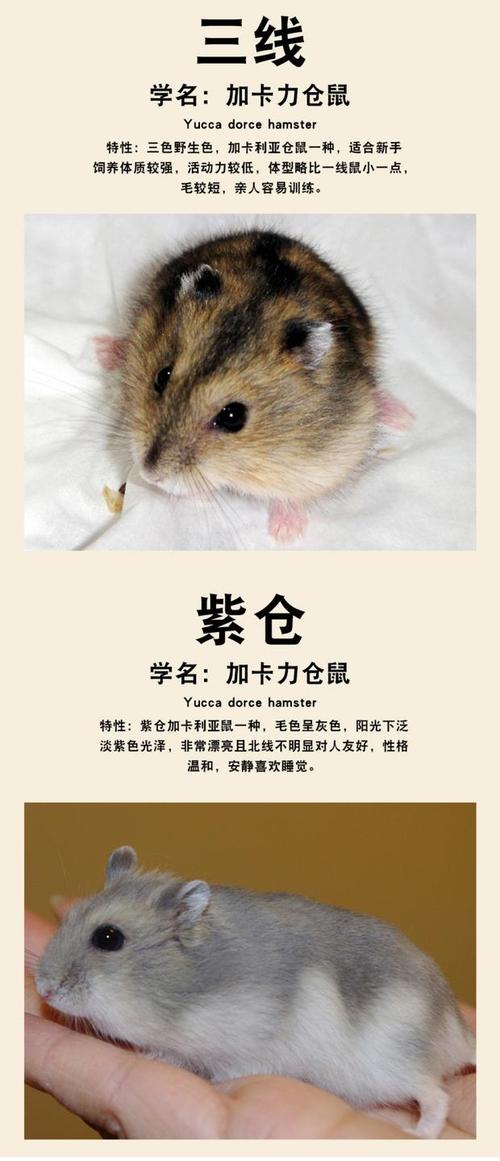 玩宠仓鼠活体宠物布丁仓鼠银狐宝宝 紫仓三线活的小ss包风险类_7折