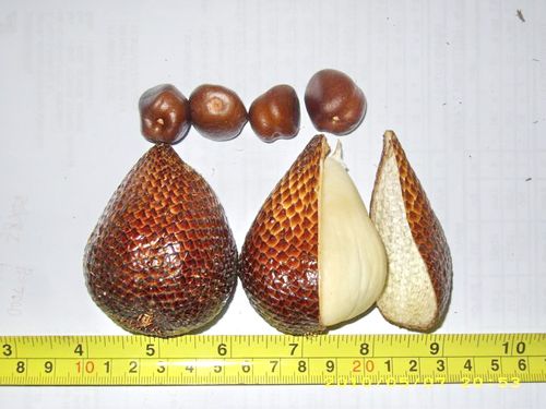 沙拉卡椰子 (别名: 蛇皮果 ) salaksalak,buak salak,snakefruit