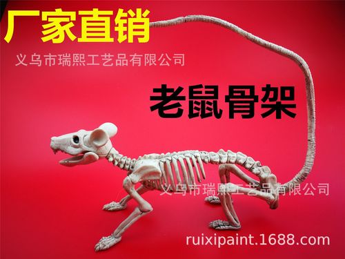 老鼠骨架尺寸:23.5*10.2*7 (尾巴长度:27cm)