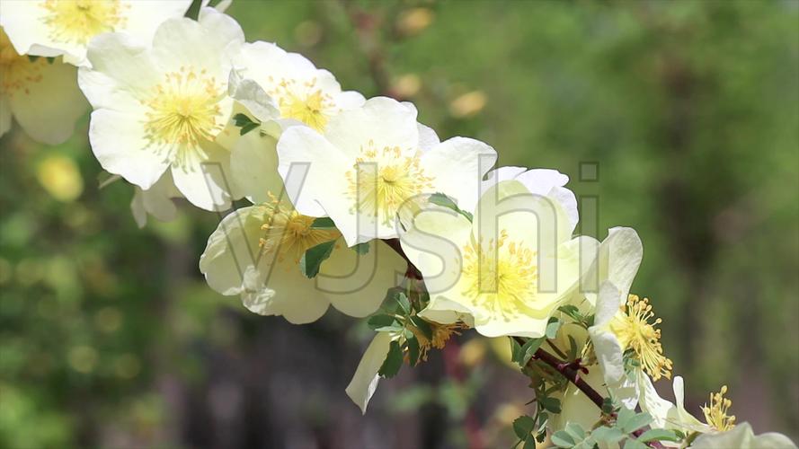 蜜蜂采蜜花高清4k