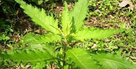 流鼻血时用这种草效果好,鼻血草竟有如此神奇功效