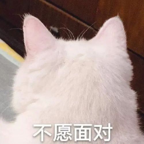 表情包|第十一期|可爱|萌宠|猫猫表情包