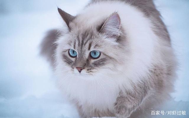 波斯猫的长相自古以来都有人分不清这是何等神兽