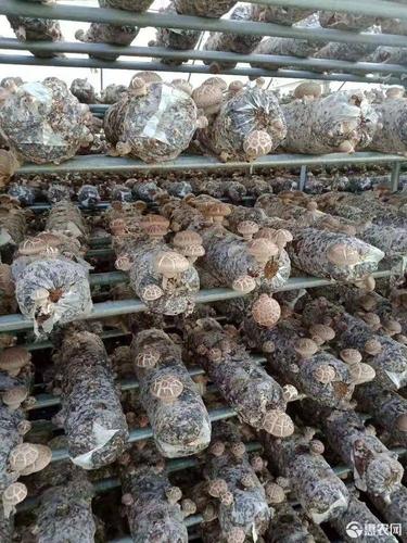 香菇菌种 河南友存农业科技有限公司本期供应香菇菌棒50万棒