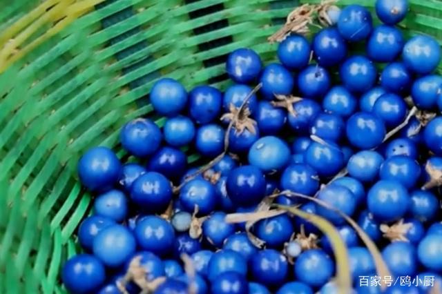 农村这种野果原来可以吃,果子是蓝色的,你们都吃过吗?