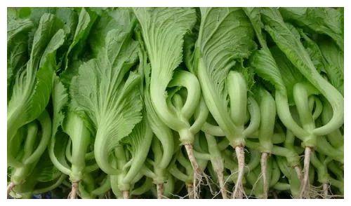 水东芥菜茂名电白水东镇的特产世界独一无二