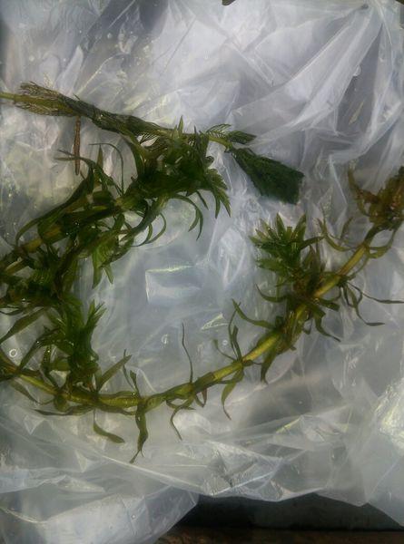 在河里摘的 是水草嘛可以放到鱼缸里养嘛