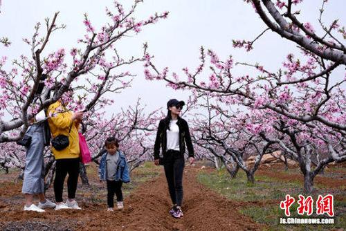 徐州贾汪督公湖万亩桃花怒放 现"桃花源"胜景