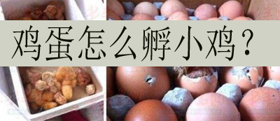 鸡蛋怎么孵小鸡