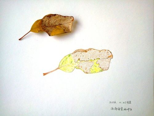 自然笔记(色彩)——西府海棠的叶子_铃兰花_新浪博客